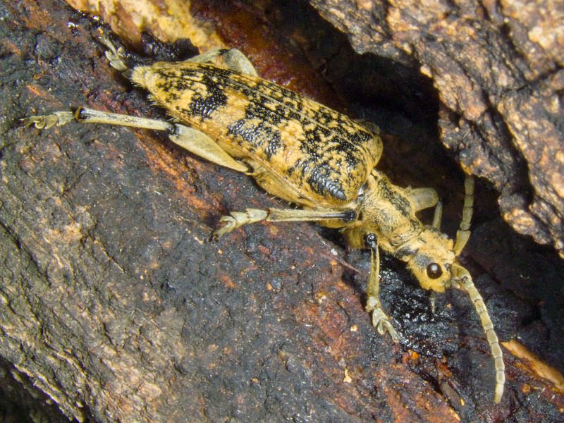 Rhagium sycophanta (Schrank, 1781)